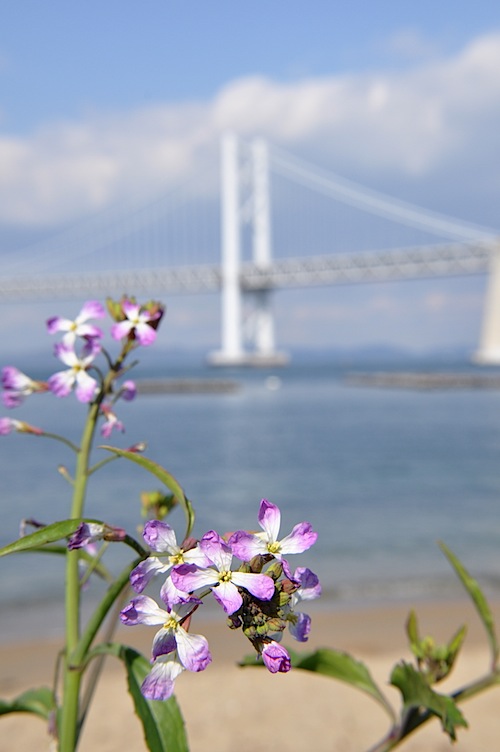 海岸の花