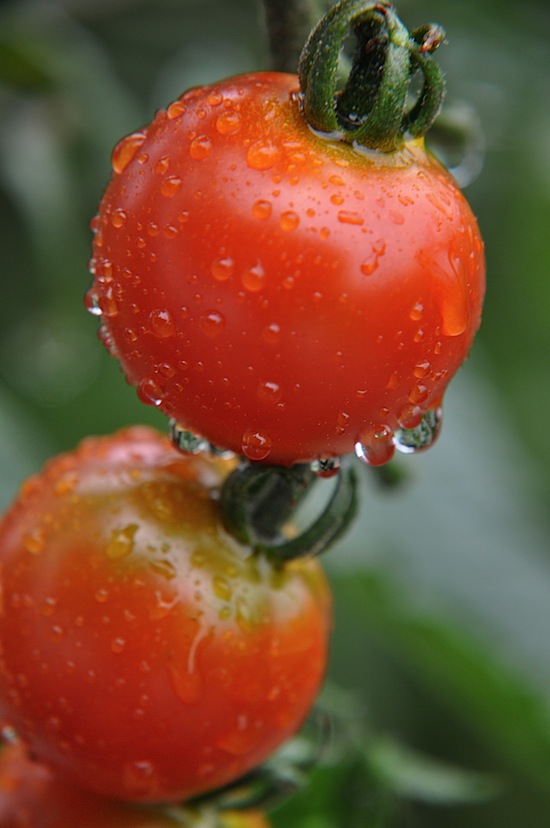 雨に打たれるプチトマト