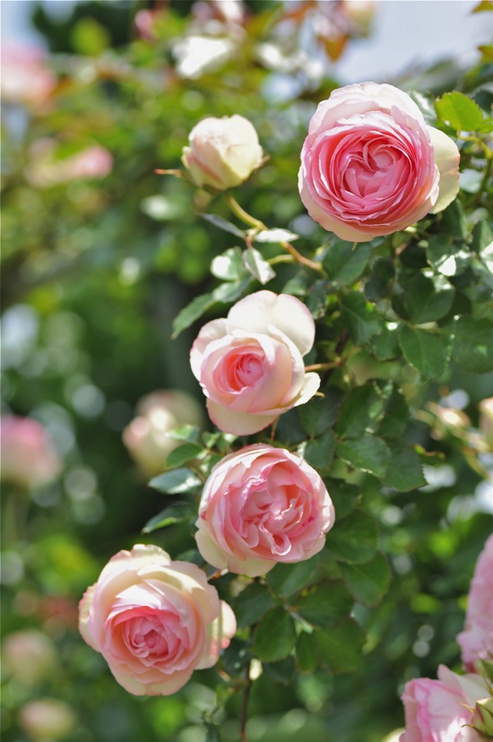 ロサ・ケンティフォリア・ブルラタ(レタスローズ)どんどん咲いていた。 rayworks