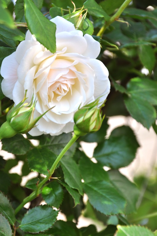 アイスバーグ(つる) rayworks