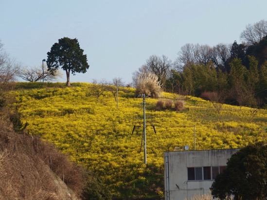 黄色い丘