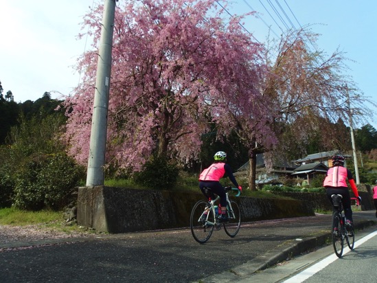 桜が残る国道